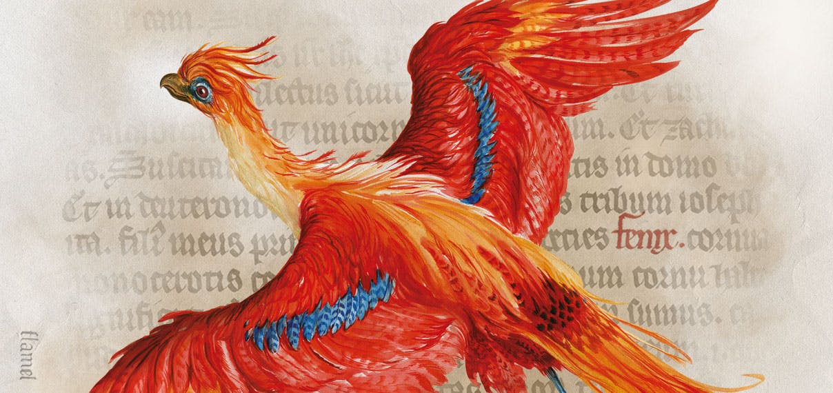 illustration of a red phoenix from the harry potter exhibition