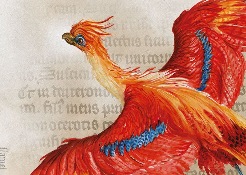 illustration of a red phoenix from the harry potter exhibition
