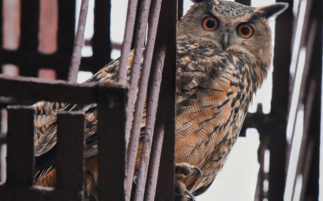 David Barrett (b. 1963), Flaco on an Upper West Side Fire Escape, November 27, 2023. Courtesy of David Barrett