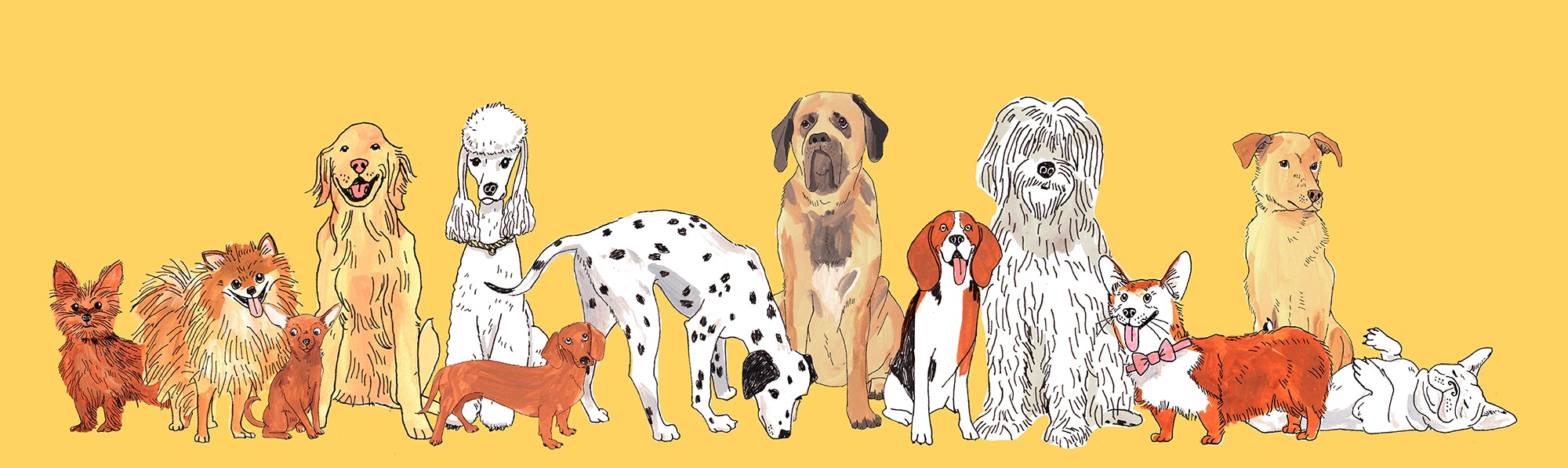 a drawing of a line of various dog breeds against a yellow background
