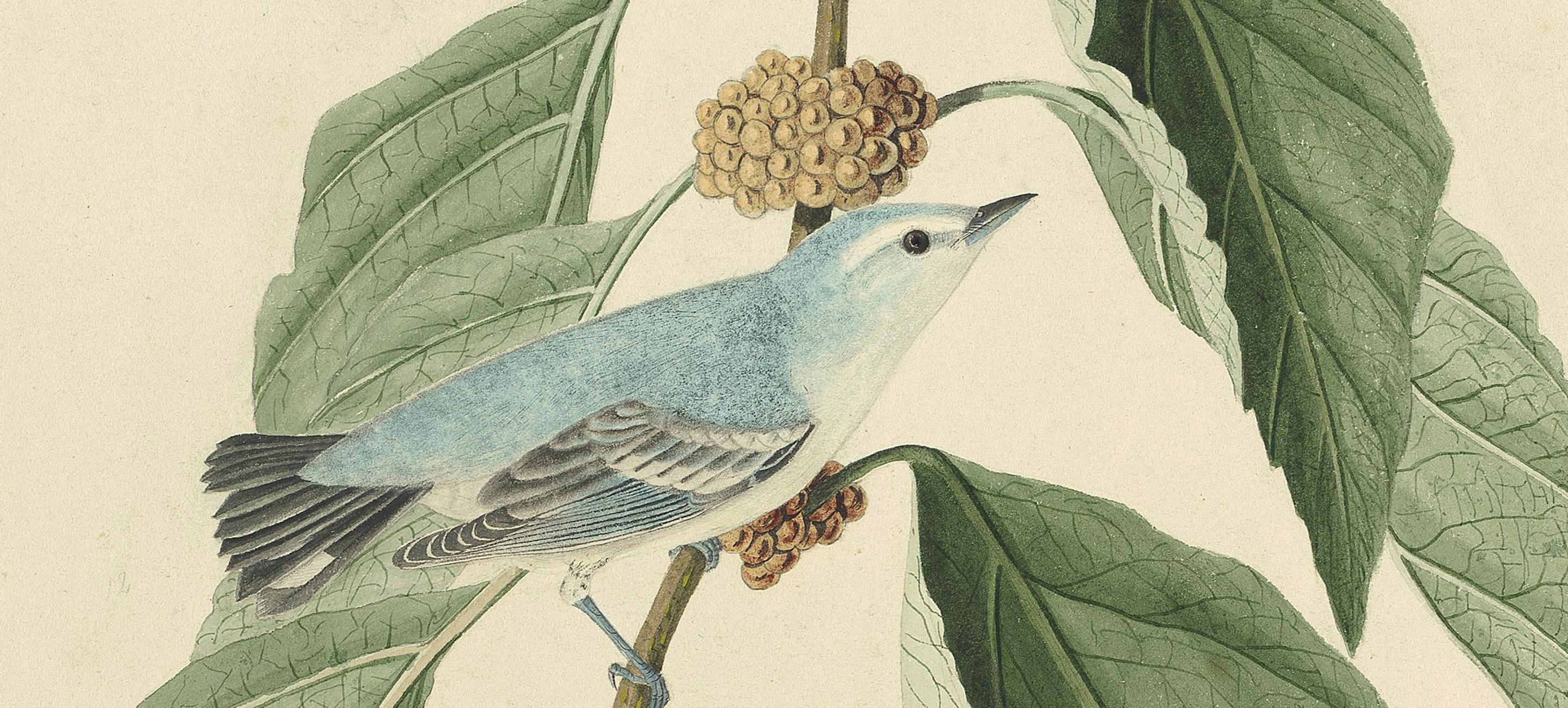 A blueish Cerulean Warbler on a frond with leaves.
John James Audubon, Cerulean Warbler (Setophaga cerulea), Study for Havell pl. 49. 1821. Watercolor, graphite, pastel, black chalk, and black ink with touches of gouache and selective glazing on paper, laid on card; 19 5/16 x 24 1/8 in. (49.1 x 61.3 cm). Purchased for the Society by public subscription from Mrs. John J. Audubon, 1863.17.2