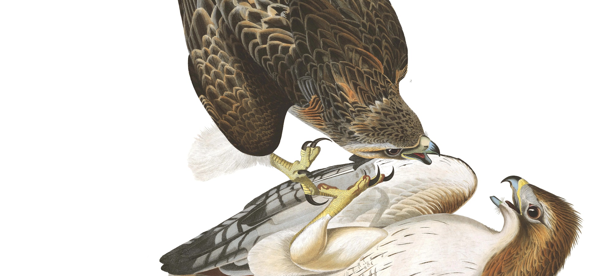 drawing of a red-tailed hawk diving to attack another bird that you can view from the underside, which is in turn protecting a small rabbit
John James Audubon, Red-tailed Hawk (Buteo jamaicensis). Purchased for the Society by public subscription from Mrs. John J. Audubon, 1863.17.2