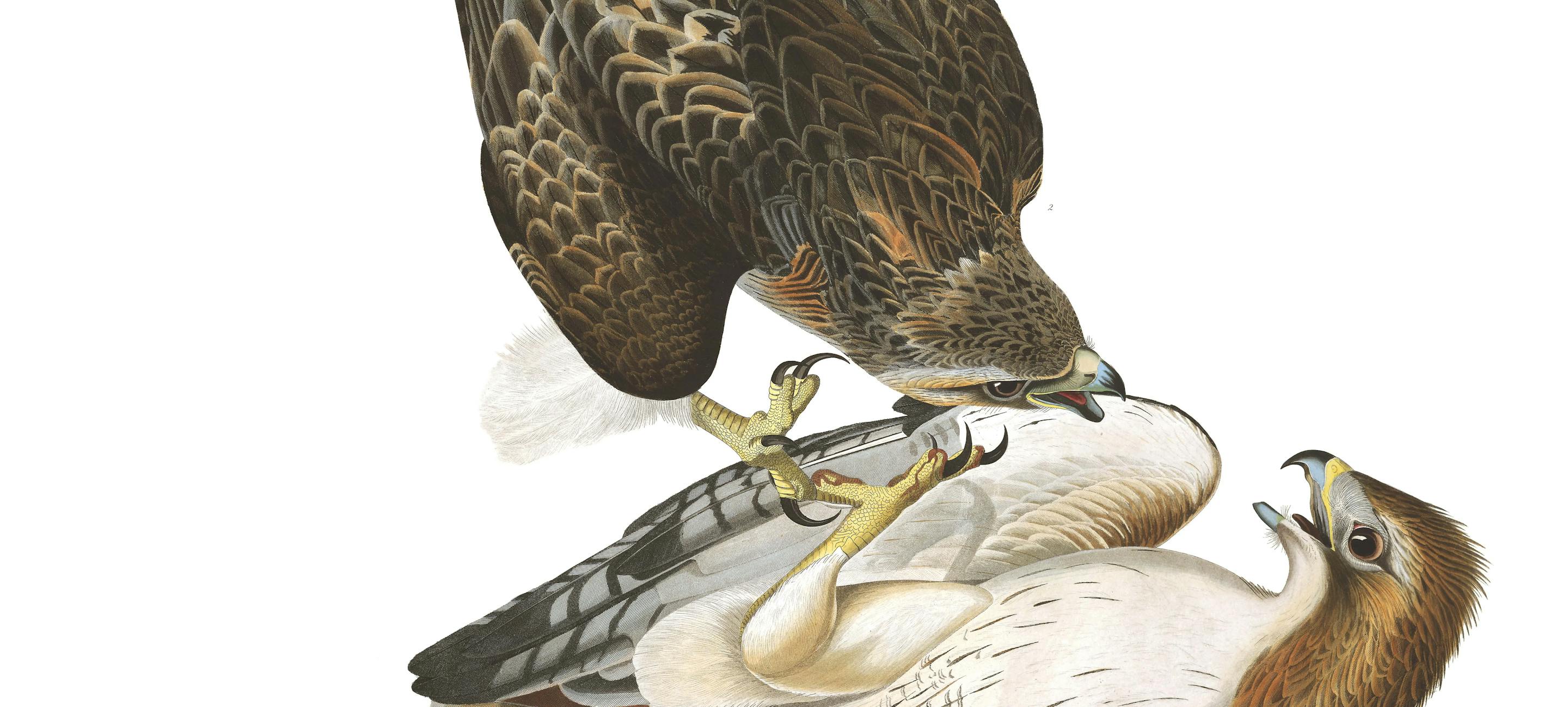 drawing of a red-tailed hawk diving to attack another bird that you can view from the underside, which is in turn protecting a small rabbit
John James Audubon, Red-tailed Hawk (Buteo jamaicensis). Purchased for the Society by public subscription from Mrs. John J. Audubon, 1863.17.2