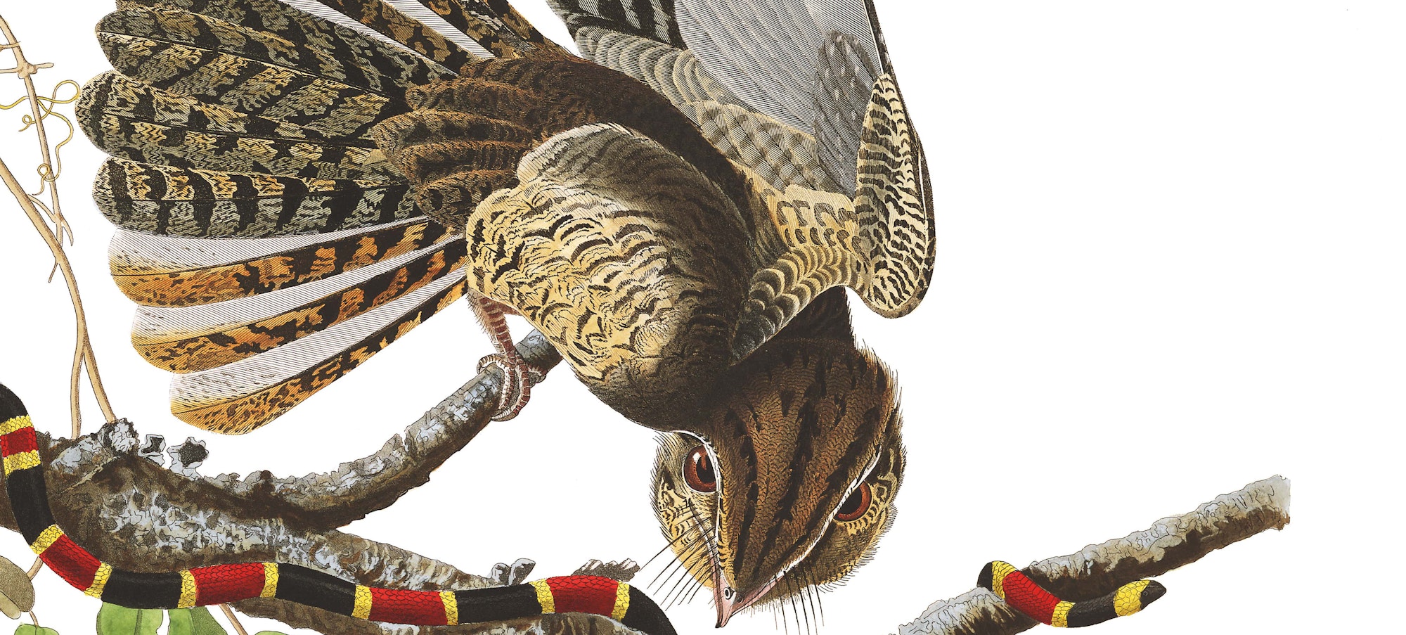 A Havell and Audubon print showing show birds of the chuck-will's-widow species standing on tree limbs, with one limb encircles by a black and red snake.
Robert Havell Jr. (1793–1878) after John James Audubon (1785-1851), Chuck-will's-widow (Antrostmus carolinesis), 1827–1830. Purchased for the Society by public subscription from Mrs. John J. Audubon, 1863.17.52