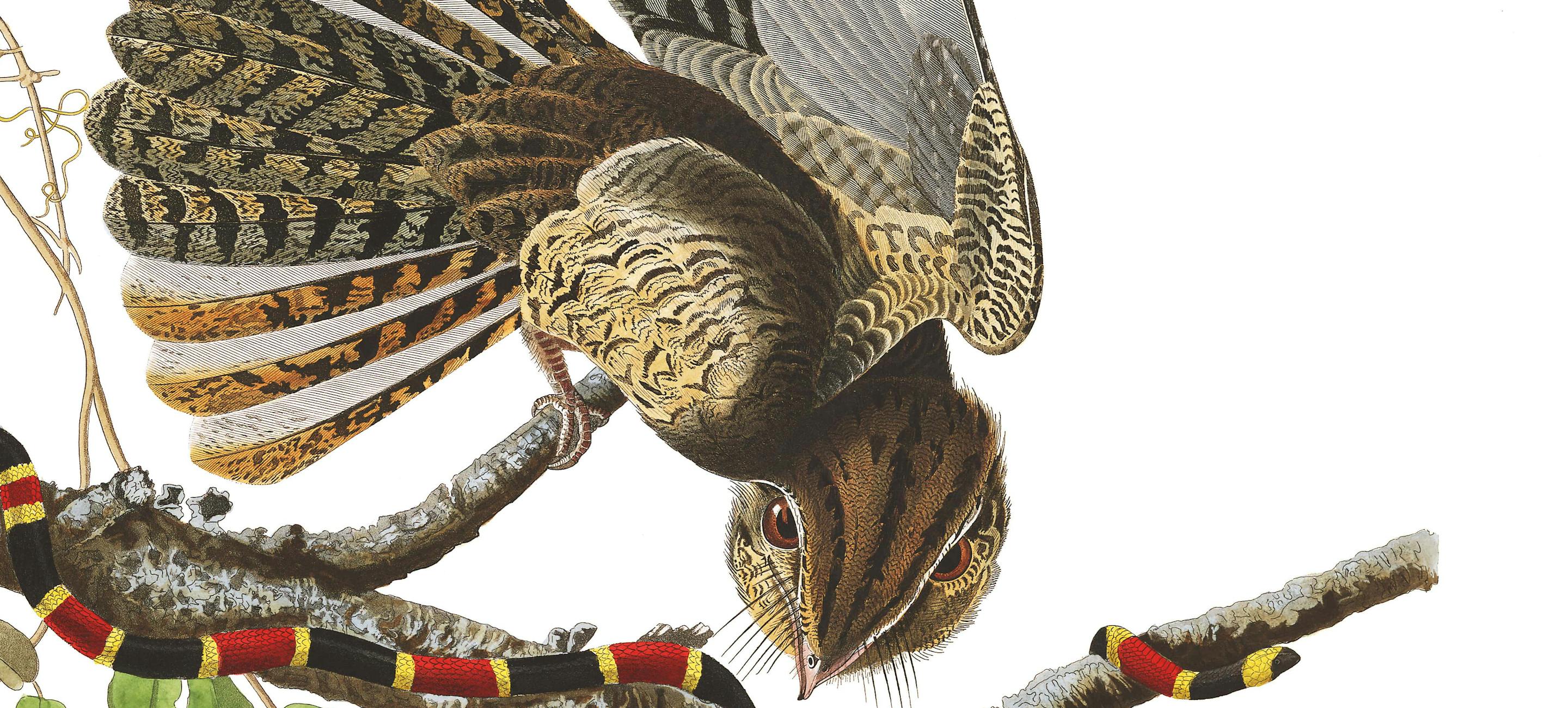 A Havell and Audubon print showing show birds of the chuck-will's-widow species standing on tree limbs, with one limb encircles by a black and red snake.
Robert Havell Jr. (1793–1878) after John James Audubon (1785-1851), Chuck-will's-widow (Antrostmus carolinesis), 1827–1830. Purchased for the Society by public subscription from Mrs. John J. Audubon, 1863.17.52
